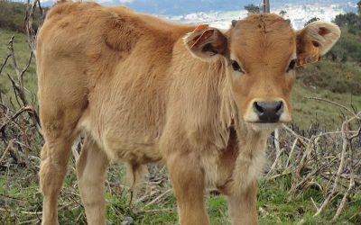 Reparten 1,44 millones de euros para razas autóctonas y 3,9 millones para sanidad animal